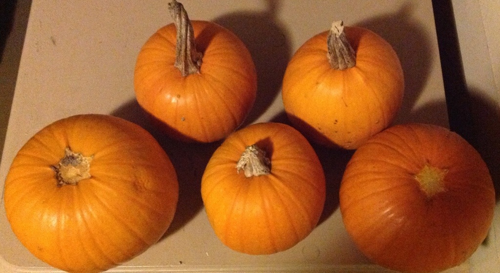 Five smallish pumpkins—a row of three, and a row of two.